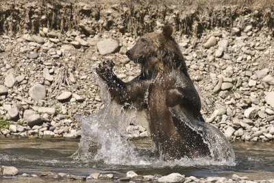 Grizzly Bear - Montana