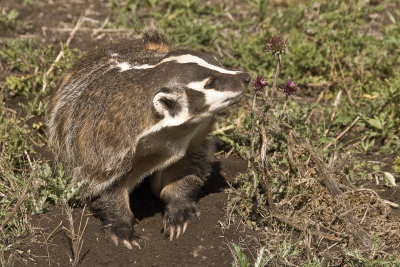 Badger - Montana