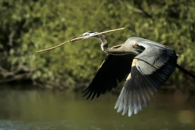 Nest-building Great Blue Heron - Venice, Florida