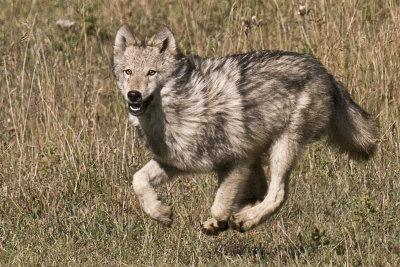 Timber Wolf - Montana