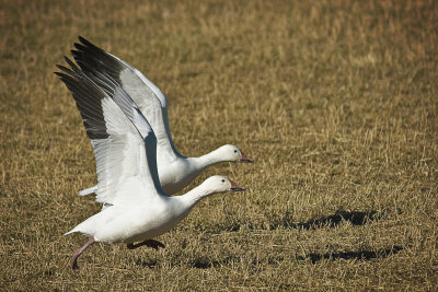 Snow Geese - Bosque del Apache, New Mexico