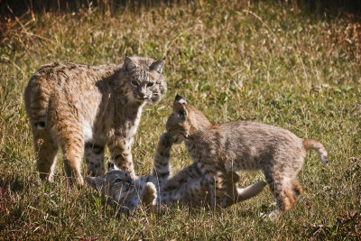 Bobcat Family - Montana