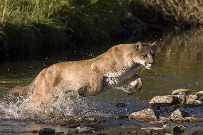 Mountain Lion - Montana