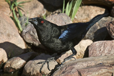 Bronzed Cowbird