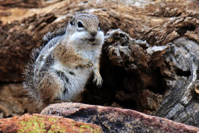Harris' Antelope Squirrel