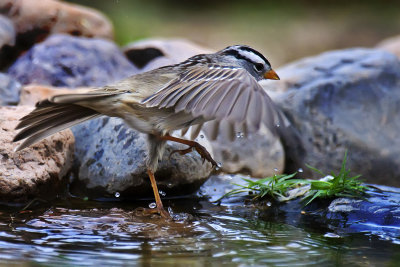 White-crowned Sparrow
