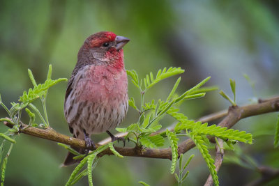 House Finch