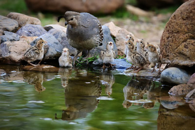 Gambel's Quail