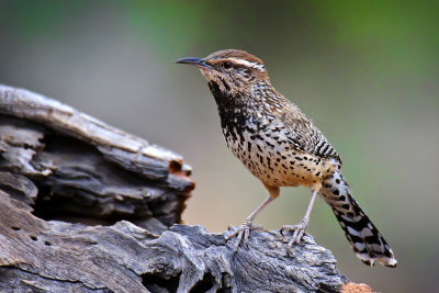 Cactus Wren