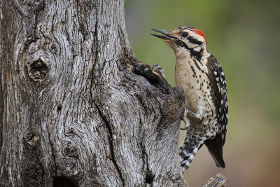 Ladder-backed Woodpecker