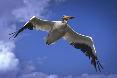 White Pelican - American Canyon Wetlands, California