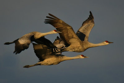Sandhill Cranes - Woodbridge Ecological Preserve, California