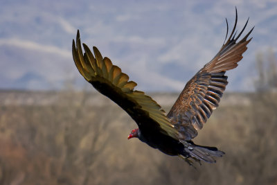 Turkey Vulture - Sacramento National Wildlife Refuge