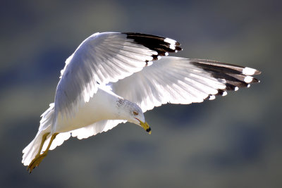 California Gull - Martinez, California