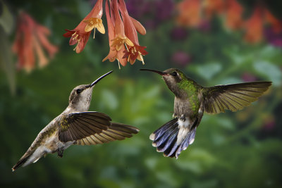 Broad-billed Hummingbirds - Madera Canyon, Arizona