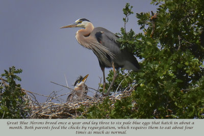 Breat Blue Herons - Clear Lake, California
