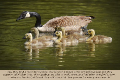 Canada Geese - Clear Lake, California