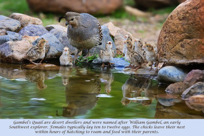 Gambel's Quail - Near Green Valley, Arizona