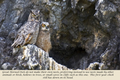 Great Horned Owls - Tule Lake, California