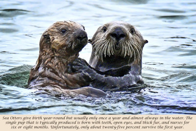 Sea Otters - Elkhorn Slough, California