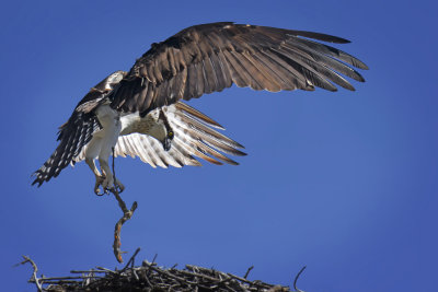 Osprey - Clear Lake, California