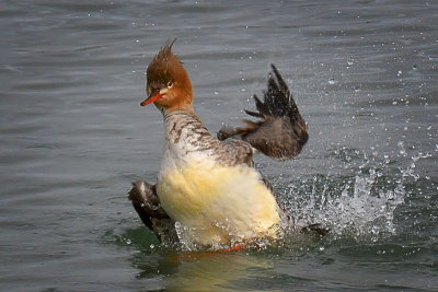 Merganser - Elkhorn Slough, California
