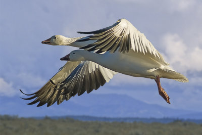 Snow Geese - Bosque del Apache, New Mexico