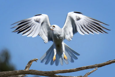 White-tailed Kite - Benicia, California