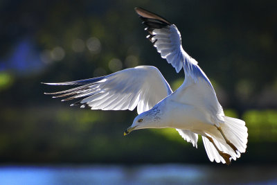 California Gull - Heather Farm Lakes, California