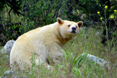 Kermode Bear - Near Kamloops, British Columbia