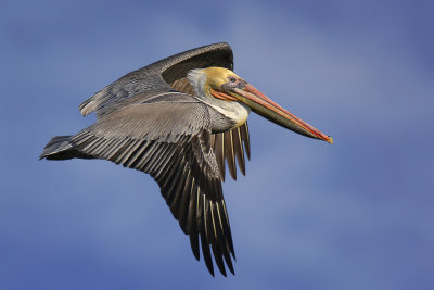 Brown Pelican - Elkhorn Slough, California
