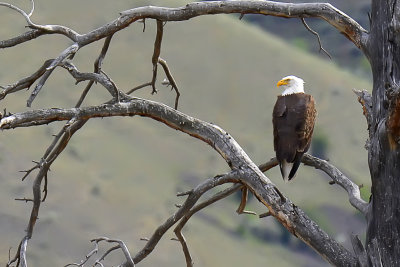 Bald Eagle - Near Kamloops, British Columbia
