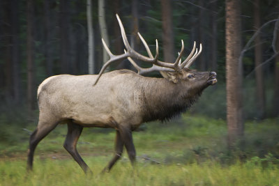 Elk - Jasper National Park, Canada