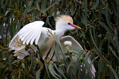 Cattle Egret - Santa Rosa, California