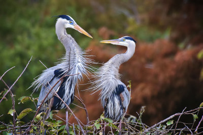 Great Blue Herons - Wakodahatchee Wetlands, Florida