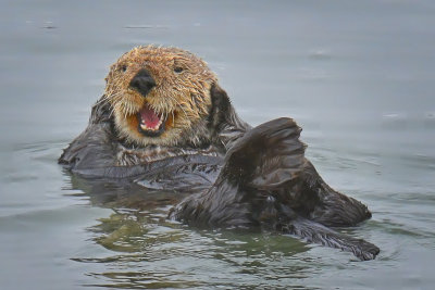 Sea Otter - Elkhorn Slough, California