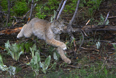 Canada Lynx - Montana