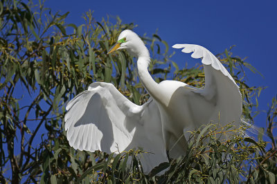 Great Egret - Santa Rosa, California