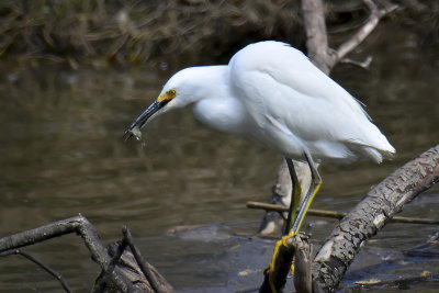 Snowy Egret - Elkhorn Slough, California