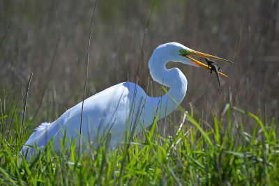 Great Egret - Colusa National Wildlife Refuge, California