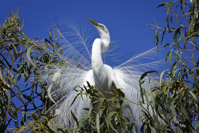 Great Egret - Santa Rosa, California