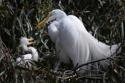 Great Egret aand Chick - Santa Rosa, California