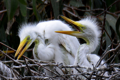 Immature Great Egrets - Santa Rosa, California