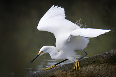 Snowy Egret - Martinez, California