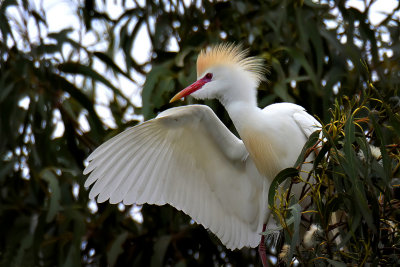 Cattle Egret - Santa Rosa, California