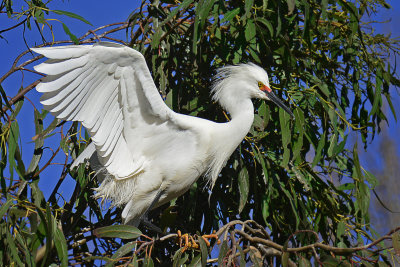 Snowy Egret - Santa Rosa, California