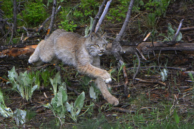 Canadian Lynx - Montana