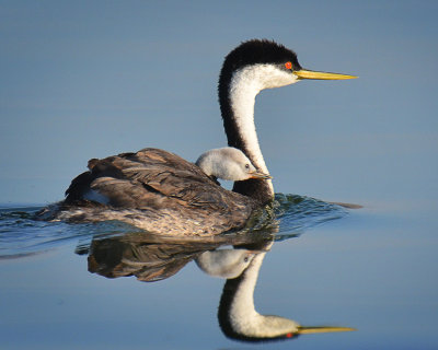 Grebe and Chick - Clear Lake, California