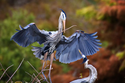 Great Blue Herons - Wakodahatchee Wetlands, Florida