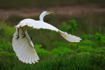 Great Egret - Grizzly Island, California